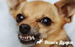 Un caine latra atunci cand este lasat singur - motivele pentru a intarca (câine latră) Un caine latra atunci cand este lasat singur - motivele ca să intarca