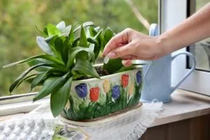 Povestea de ce un trandafir cu spini, houseplants