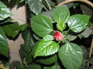 Povestea de ce un trandafir cu spini, houseplants