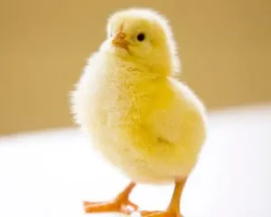 Cât de mult sunt găini, pui de carne și găini ouătoare pui și de unde să le cumpere (mai bună) Cât de mult sunt găini, pui de carne și găini ouătoare pui și de unde să le cumpere
