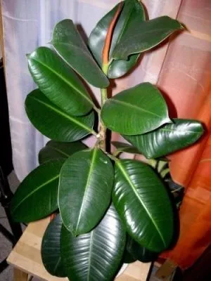 Povestea de ce un trandafir cu spini, houseplants