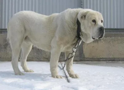 câine Acasă