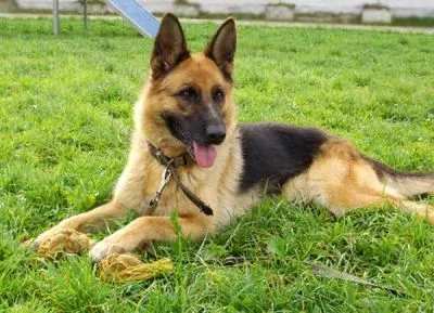 câine Acasă