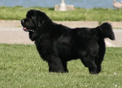 câine Acasă