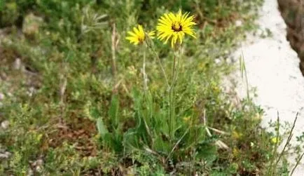 Scorzonera (rădăcină neagră) - tot mai mare de semințe, rețete, zi de vară rezident (în creștere) Scorzonera (rădăcină neagră) - tot mai mare de semințe, rețete, zi de vară rezident