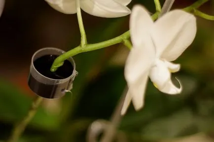 Phalaenopsis îngrijire orhidee albastru și albastru și în creștere la domiciliu