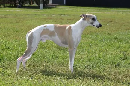 descriere Whippet câine, îngrijire, condiții de selecție pui (de îngrijire) descriere câine Whippet, îngrijire, condiții de selecție catelus