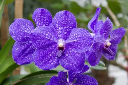 Phalaenopsis îngrijire orhidee albastru și albastru și în creștere la domiciliu
