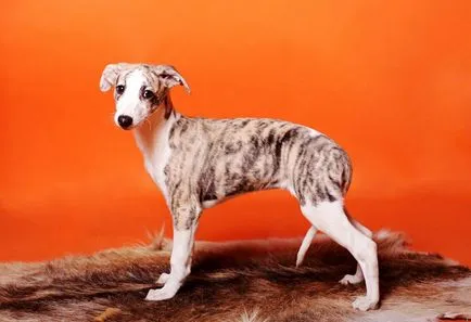 descriere Whippet câine, îngrijire, condiții de selecție pui (câine) descriere câine Whippet, îngrijire, condiții de selecție catelus