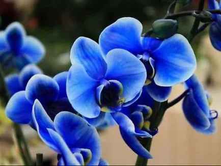 Blue si lumina orhidee albastre sunt acolo în natură, secretul de o culoare ciudată, de îngrijire pentru vopsit (albastru albastru orhidee Phalaenopsis fotografie vopsite sau nu) Blue si lumina orhidee albastre sunt acolo în natură, secretul unei culori ciudat, de îngrijire colorat