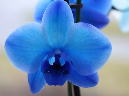 Blue si lumina orhidee albastre sunt acolo în natură, secretul de o culoare ciudată, de îngrijire pentru vopsit (acolo) Blue si lumina orhidee albastre sunt acolo în natură, secretul unei culori ciudat, de îngrijire colorat