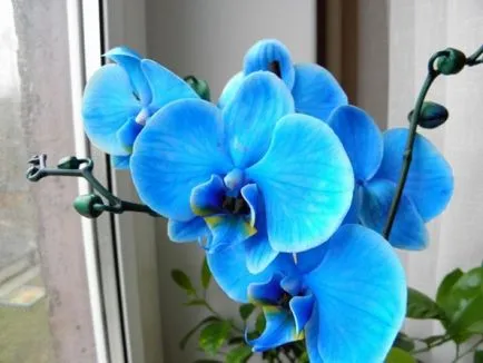 Blue si lumina orhidee albastre sunt acolo în natură, secretul de o culoare ciudată, de îngrijire pentru vopsit (acolo) Blue si lumina orhidee albastre sunt acolo în natură, secretul unei culori ciudat, de îngrijire colorat