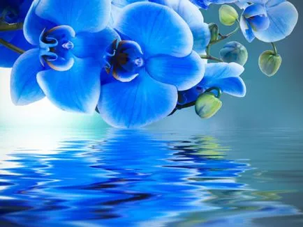 Blue si lumina orhidee albastre sunt acolo în natură, secretul de o culoare ciudată, de îngrijire pentru vopsit (albastru) Blue si lumina orhidee albastre sunt acolo în natură, secretul unei culori ciudat, de îngrijire colorat