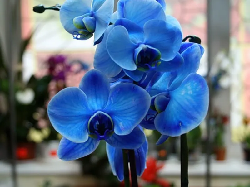 Blue si lumina orhidee albastre sunt acolo în natură, secretul de o culoare ciudată, de îngrijire pentru vopsit (albastru albastru orhidee Phalaenopsis fotografie vopsite sau nu) Blue si lumina orhidee albastre sunt acolo în natură, secretul unei culori ciudat, de îngrijire colorat