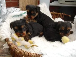 Sfaturi pentru îngrijirea Yorkshire Terrier și conținutul acestora