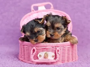 Sfaturi pentru îngrijirea Yorkshire Terrier și conținutul acestora
