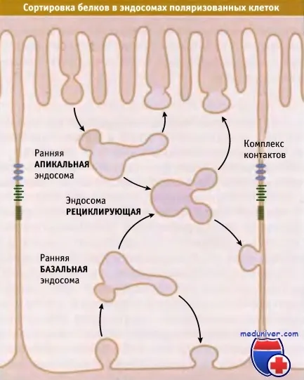 Sortarea proteinelor în celulele epiteliale polarizate