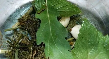 Murături reci în rețetele băncilor de iarnă