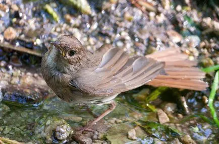 Nightingale Nightingale fotografie
