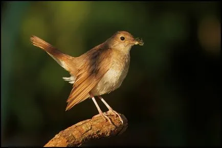 Nightingale Nightingale fotografie