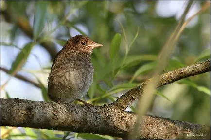 Nightingale Nightingale fotografie