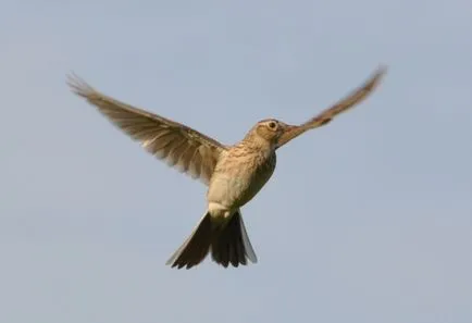 Nightingale Nightingale fotografie