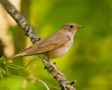 Nightingale Nightingale fotografie