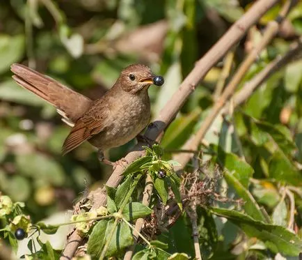 Nightingale Nightingale fotografie