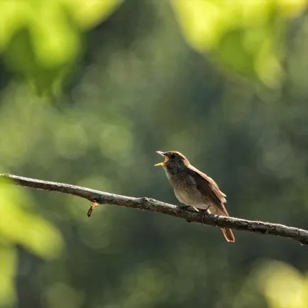 Nightingale Nightingale fotografie