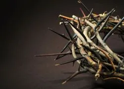 Vinerea