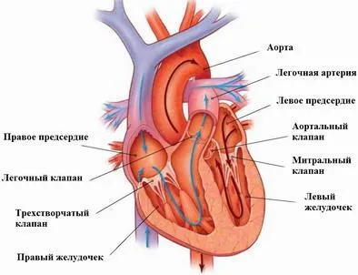 Structura și funcția inimii