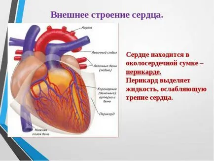 Structura inimii umane, pereți, funcția și circulația (fluxul de sange) sa Structura inimii umane, zidurile sale, funcția și circulația