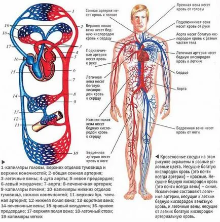 Structura inimii umane, pereți, funcția și circulația (fluxul de sange) sa Structura inimii umane, zidurile sale, funcția și circulația