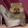 Tipuri de Pomeranian, decordog