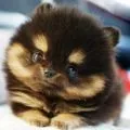 Tipuri de Pomeranian, decordog