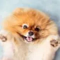 Tipuri de Pomeranian, decordog