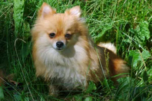Tipuri de Pomeranian, decordog