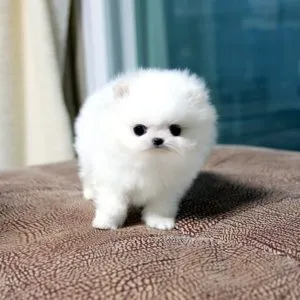 Tipuri de Pomeranian, decordog