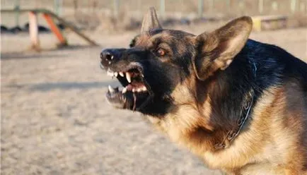 Top 10 rase de câini cele mai agresive și periculoase din lume - infomania