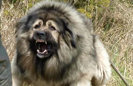 Top 10 rase de câini cele mai agresive și periculoase din lume - infomania