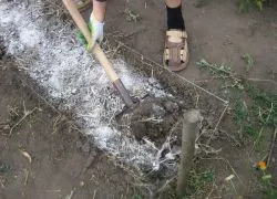 Fertilizare superfosfat - instrucțiuni de utilizare