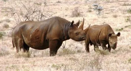 Top 25 animale hibrid uimitor, care merită văzut
