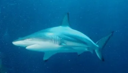 Top 25 animale hibrid uimitor, care merită văzut