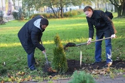 plantare Thuja și îngrijire în câmp deschis, cum să planteze, fertiliza în Urali, în primăvară, în creștere la