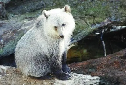 Top 25 animale hibrid uimitor, care merită văzut