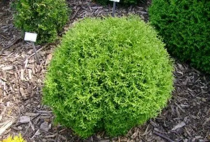 plantare Thuja și îngrijire în câmp deschis, cum să planteze, fertiliza în Urali, în primăvară, în creștere la