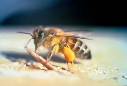 Top 25 animale hibrid uimitor, care merită văzut