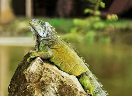 Top 25 animale hibrid uimitor, care merită văzut