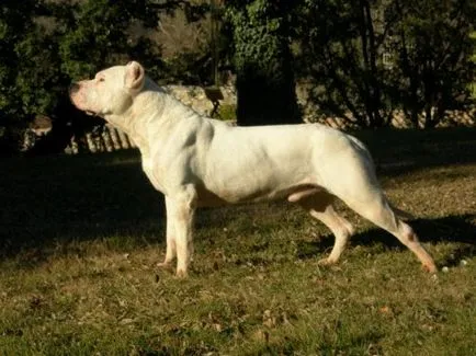 Top 10 rasa pe cale de disparitie de câine