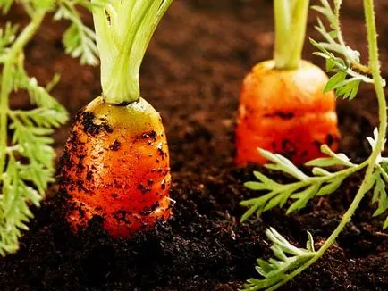 Îngrășăminte pentru morcovi care au aplicat la sol la plantare și creștere (îngrășământ morcov) Îngrășăminte pentru morcovi care au aplicat la sol la plantare și creștere